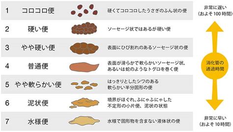 水便原因|お腹がゴロゴロ…痛くないのに水下痢が出る8つの理。